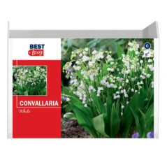 Bubles convallaria blanc