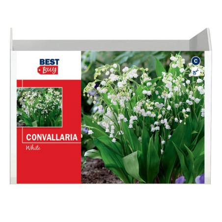 Bubles convallaria blanc