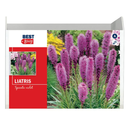 Liatris spicata violet