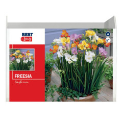 Freesia single mix