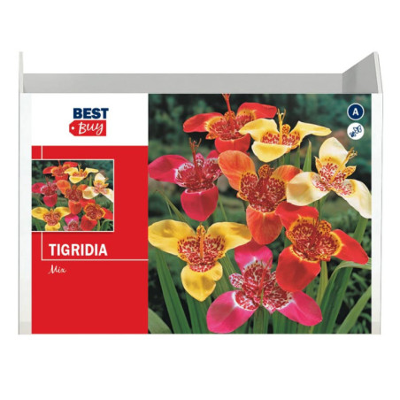 Bulbes trigidia mix