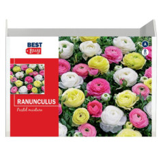 Bulbes rannuncule
