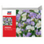 Freesia bleu/blanc mix