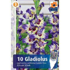 Bulbes gladiolus circus club