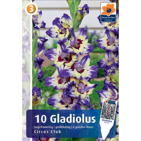 Bulbes gladiolus circus club