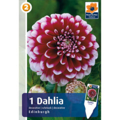 Dahlia edinburgh