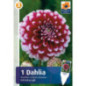 Bu dahlia edinburgh