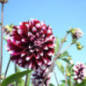 Bu dahlia edinburgh