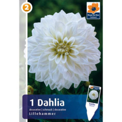 Dahlia lillehammer