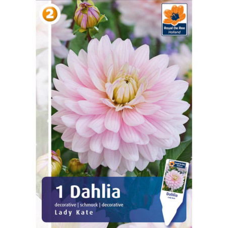 Dahlia lady kate