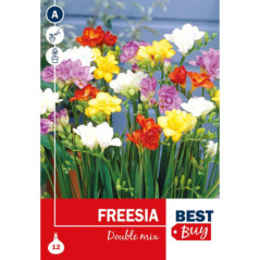 Bu fressia double mix