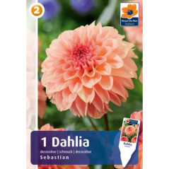 Dahlia sebastian