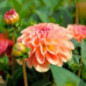 Bu dahlia sebastian