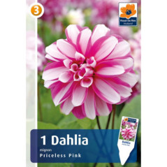 Dahlia princeless pink