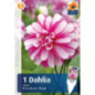 Bulbes dahlia princeless pink
