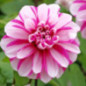 Bu dahlia princeless pink