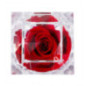 Rose eternelle dans son ecrin