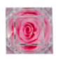 Rose eternelle dans son ecrin