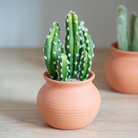 Cactus pot terracotta