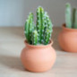 Cactus pot terracotta