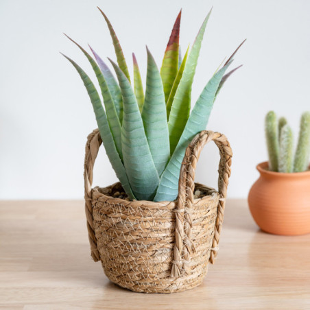 Aloe pot tresse