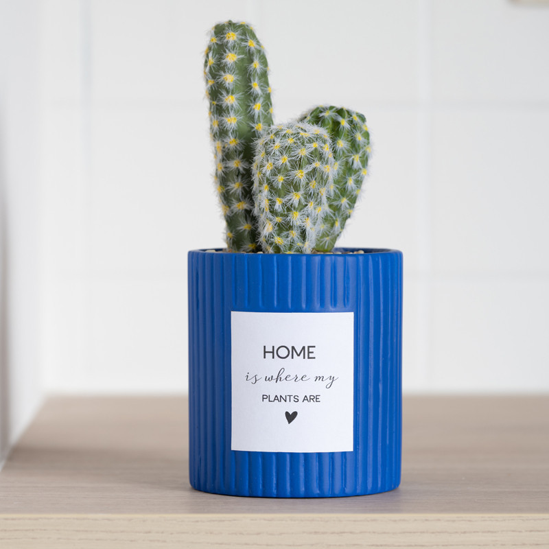 Cactus pot strie