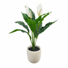Fleur de lune en pot