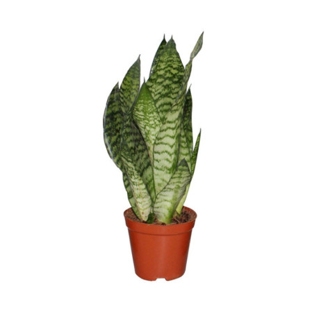Sanseveria 12cm h35