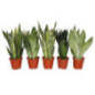 Sanseveria 12cm h35