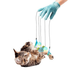 Gant de jeu pour chat 5 jouets