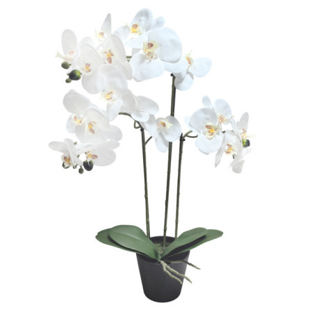 Orchidee en pot